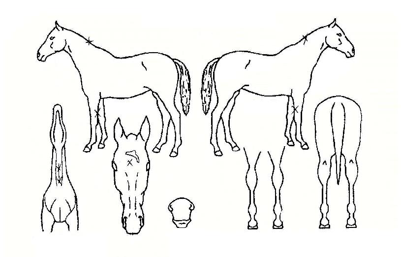 À̳ëÆÐ½ºÆ®ÀÇ Ãø¸é,¿ì¸é,µÞ¸é,µÎ»ó,´Ù¸®ÀÇ Æ¯Â¡µµÇØ