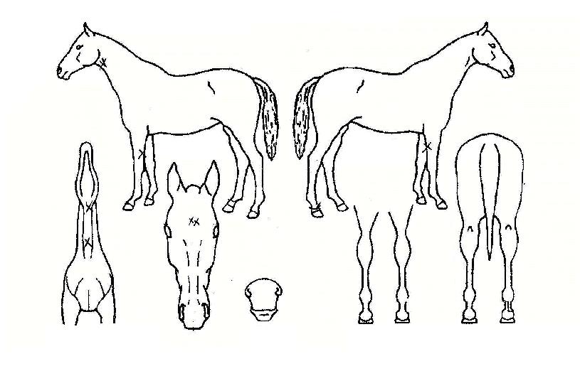 ����è�Ǿ��� ����,���,�޸�,�λ�,�ٸ��� Ư¡����