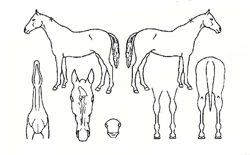 ��ī�� ����,���,�޸�,�λ�,�ٸ��� Ư¡����