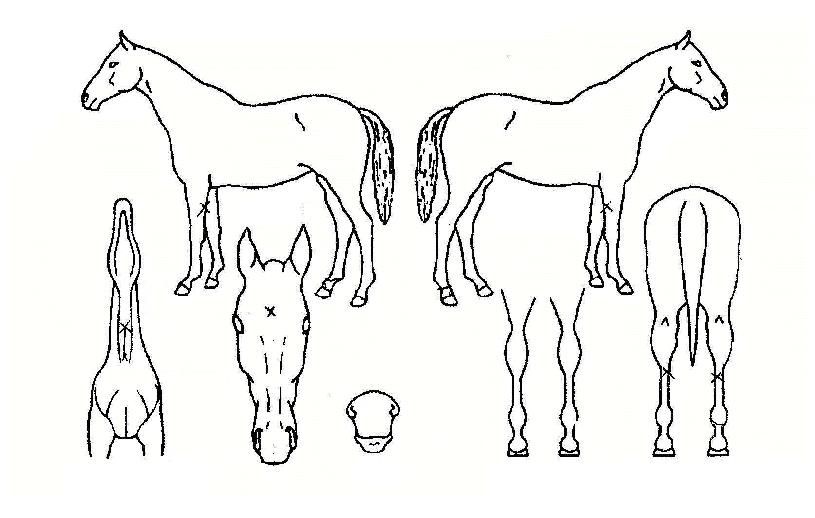 ���������� ����,���,�޸�,�λ�,�ٸ��� Ư¡����