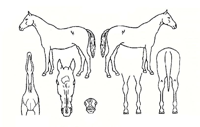 �»긶���� ����,���,�޸�,�λ�,�ٸ��� Ư¡����