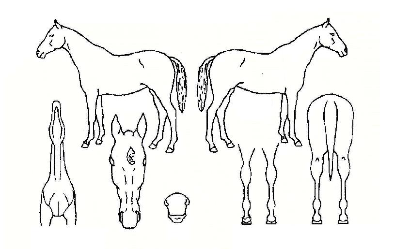 »õ¹Ì¼ÒÀÇ Ãø¸é,¿ì¸é,µÞ¸é,µÎ»ó,´Ù¸®ÀÇ Æ¯Â¡µµÇØ