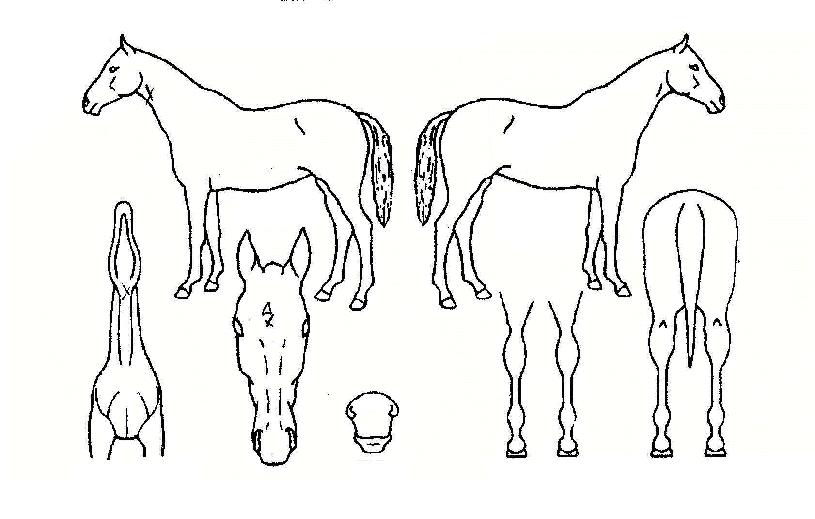 ���Ĺ�� ����,���,�޸�,�λ�,�ٸ��� Ư¡����