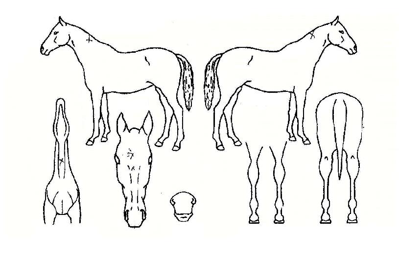 ´ë»êº¸¹èÀÇ Ãø¸é,¿ì¸é,µÞ¸é,µÎ»ó,´Ù¸®ÀÇ Æ¯Â¡µµÇØ