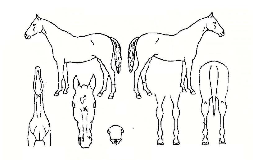 ķ������Ʈ�� ����,���,�޸�,�λ�,�ٸ��� Ư¡����