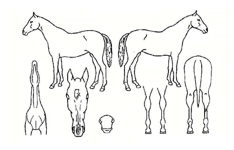 ¶óÀÌ¡±Û·Î¸®ÀÇ Ãø¸é,¿ì¸é,µÞ¸é,µÎ»ó,´Ù¸®ÀÇ Æ¯Â¡µµÇØ