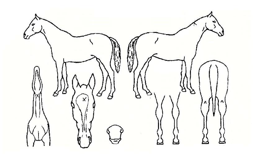 ��â�ϰ��� ����,���,�޸�,�λ�,�ٸ��� Ư¡����