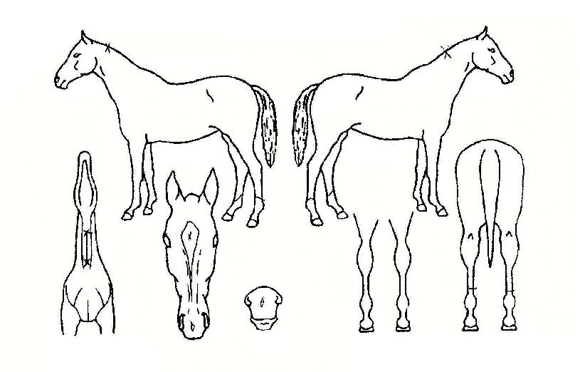 ����è���� ����,���,�޸�,�λ�,�ٸ��� Ư¡����