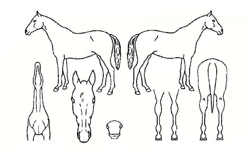 ���ڵ��� ����,���,�޸�,�λ�,�ٸ��� Ư¡����