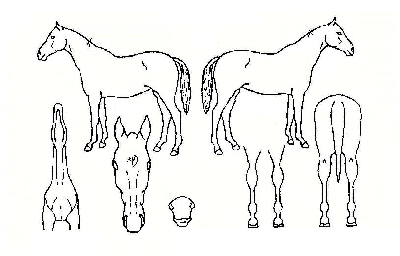 û���Ҹ��� ����,���,�޸�,�λ�,�ٸ��� Ư¡����