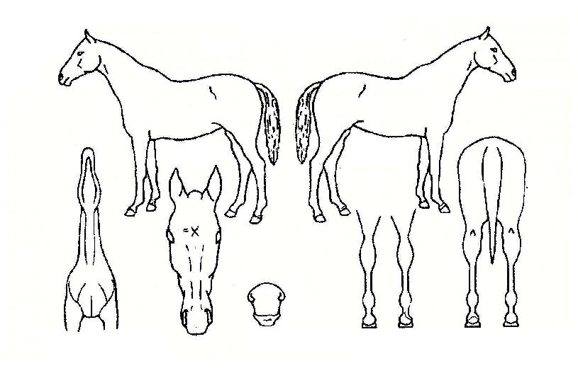 Æ®À§½ºÆ®´í¼ÀÇ Ãø¸é,¿ì¸é,µÞ¸é,µÎ»ó,´Ù¸®ÀÇ Æ¯Â¡µµÇØ