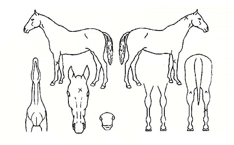 ÇØ¹æµÕÀÌÀÇ Ãø¸é,¿ì¸é,µÞ¸é,µÎ»ó,´Ù¸®ÀÇ Æ¯Â¡µµÇØ