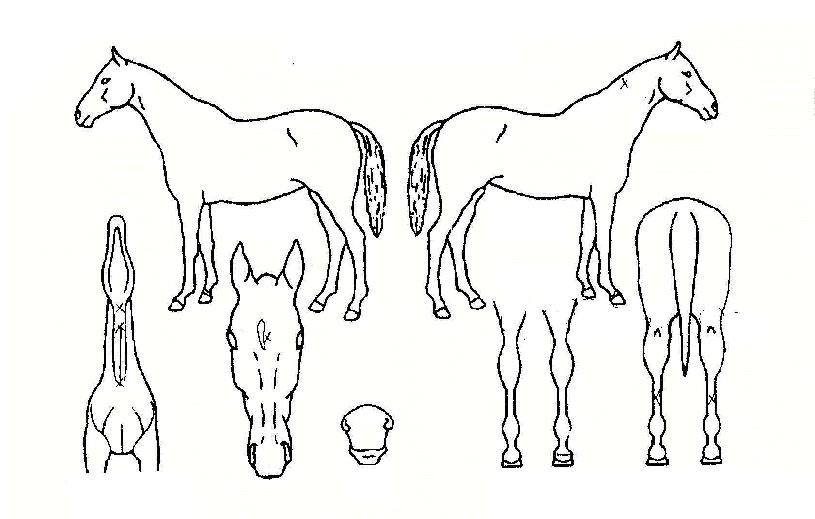 ûÃâ¾î¶÷ÀÇ Ãø¸é,¿ì¸é,µÞ¸é,µÎ»ó,´Ù¸®ÀÇ Æ¯Â¡µµÇØ