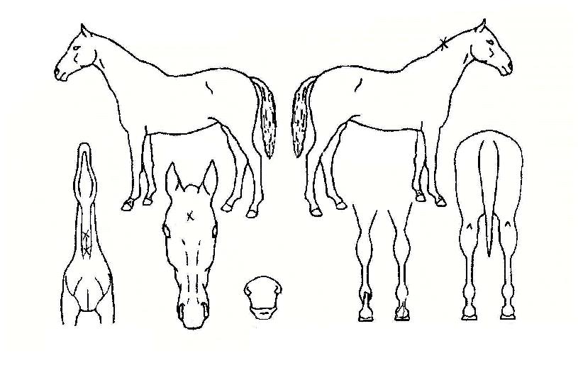 ������� ����,���,�޸�,�λ�,�ٸ��� Ư¡����