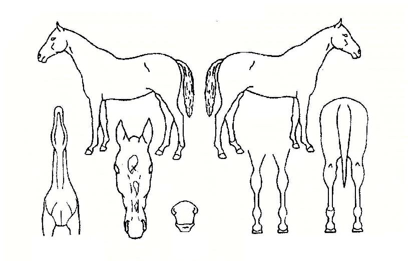 ¾ßÈ£ÇÁ·¹ÁîÀÇ Ãø¸é,¿ì¸é,µÞ¸é,µÎ»ó,´Ù¸®ÀÇ Æ¯Â¡µµÇØ