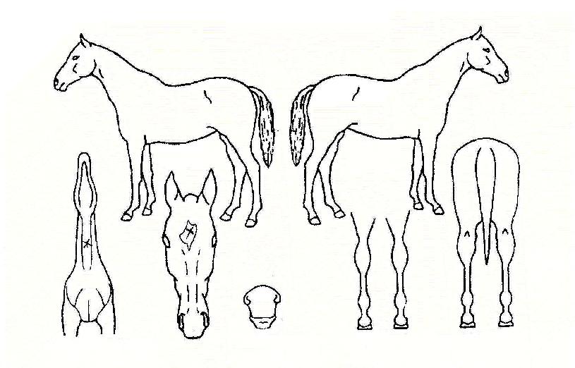 ����Ʈä���ڸ��� ����,���,�޸�,�λ�,�ٸ��� Ư¡����