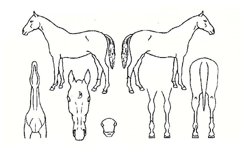 �غ��� ����,���,�޸�,�λ�,�ٸ��� Ư¡����