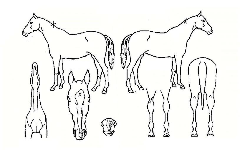 ·Î¿ºÐ´çÀÇ Ãø¸é,¿ì¸é,µÞ¸é,µÎ»ó,´Ù¸®ÀÇ Æ¯Â¡µµÇØ