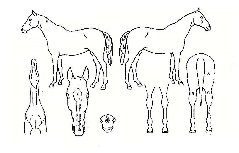 �Ծ������� ����,���,�޸�,�λ�,�ٸ��� Ư¡����