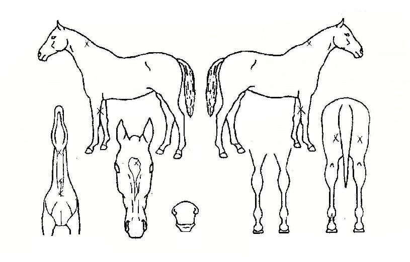 ����ź���� ����,���,�޸�,�λ�,�ٸ��� Ư¡����