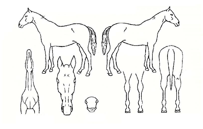 ���Ž�ȭ�� ����,���,�޸�,�λ�,�ٸ��� Ư¡����