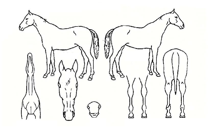 �������̾��� ����,���,�޸�,�λ�,�ٸ��� Ư¡����