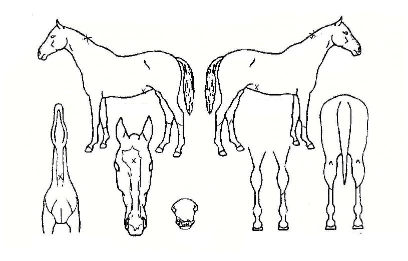 ��������� ����,���,�޸�,�λ�,�ٸ��� Ư¡����