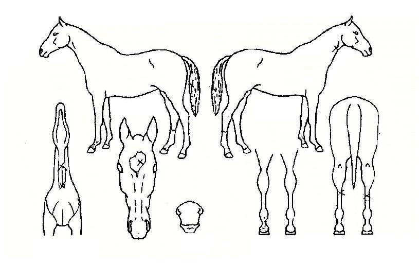 ¼´øÁª½ºÀÚ¸¶ÀÇ Ãø¸é,¿ì¸é,µÞ¸é,µÎ»ó,´Ù¸®ÀÇ Æ¯Â¡µµÇØ