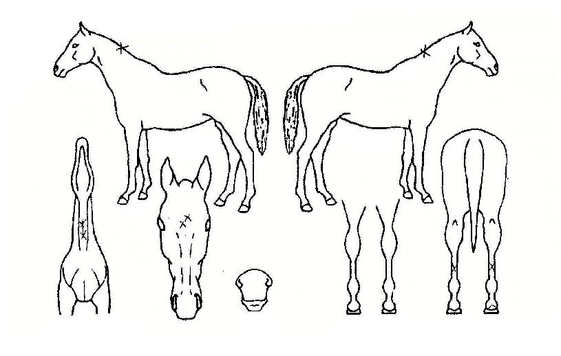 ¶ó¿Âµð¹ÙÀÇ Ãø¸é,¿ì¸é,µÞ¸é,µÎ»ó,´Ù¸®ÀÇ Æ¯Â¡µµÇØ