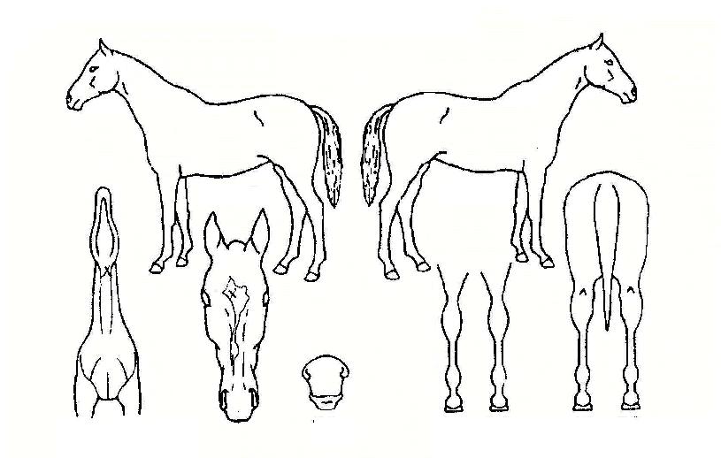 ��º��丮�� ����,���,�޸�,�λ�,�ٸ��� Ư¡����