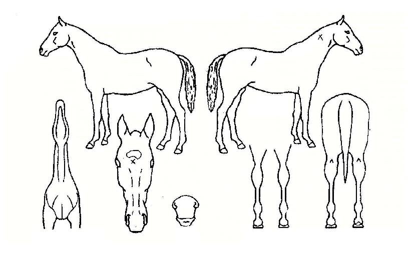 ¶ó¿Â½ÅÀÇ Ãø¸é,¿ì¸é,µÞ¸é,µÎ»ó,´Ù¸®ÀÇ Æ¯Â¡µµÇØ