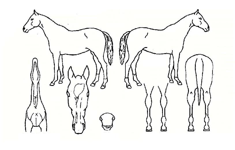 ��º���� ����,���,�޸�,�λ�,�ٸ��� Ư¡����