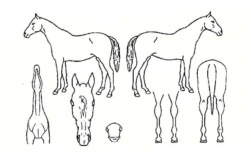 ���ȣ���� ����,���,�޸�,�λ�,�ٸ��� Ư¡����