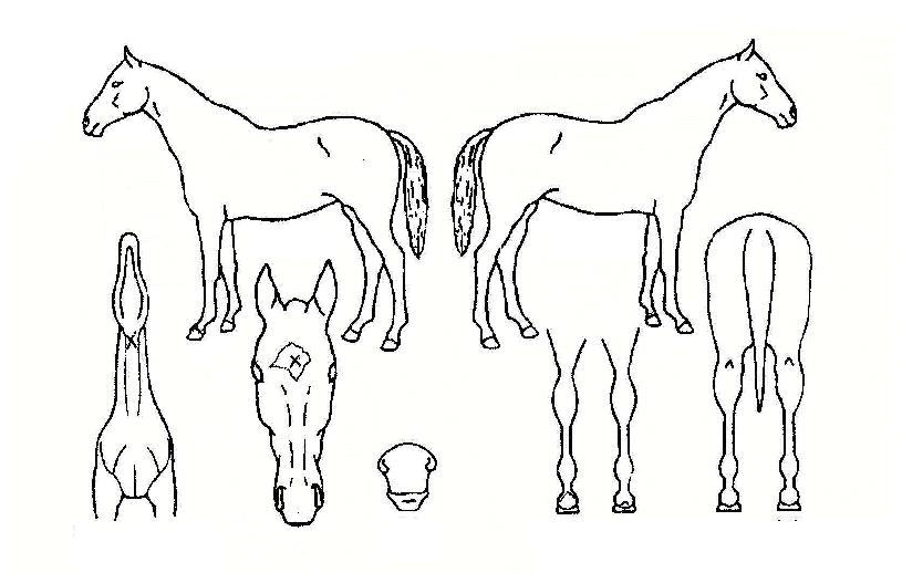 ¶ó¿Â¸®´õÀÇ Ãø¸é,¿ì¸é,µÞ¸é,µÎ»ó,´Ù¸®ÀÇ Æ¯Â¡µµÇØ