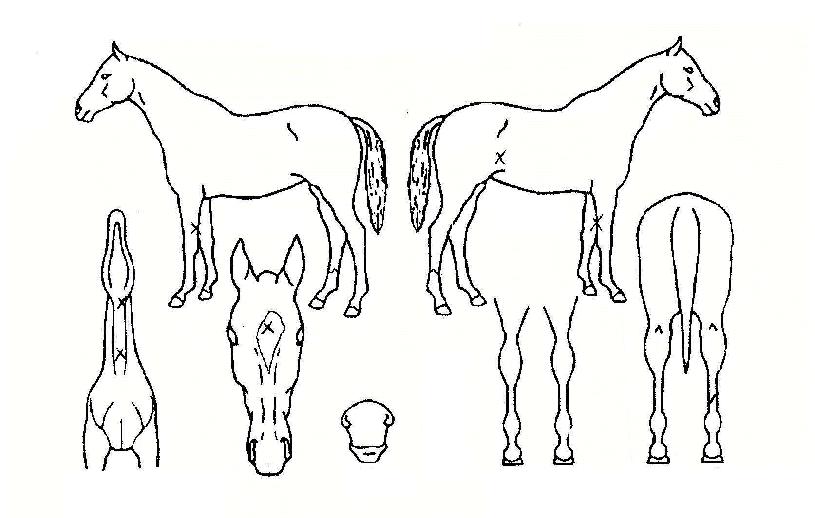 ¶ó¿Â¿¡Á©ÀÇ Ãø¸é,¿ì¸é,µÞ¸é,µÎ»ó,´Ù¸®ÀÇ Æ¯Â¡µµÇØ