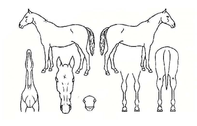 ÇØ¹ÐÀÇ Ãø¸é,¿ì¸é,µÞ¸é,µÎ»ó,´Ù¸®ÀÇ Æ¯Â¡µµÇØ