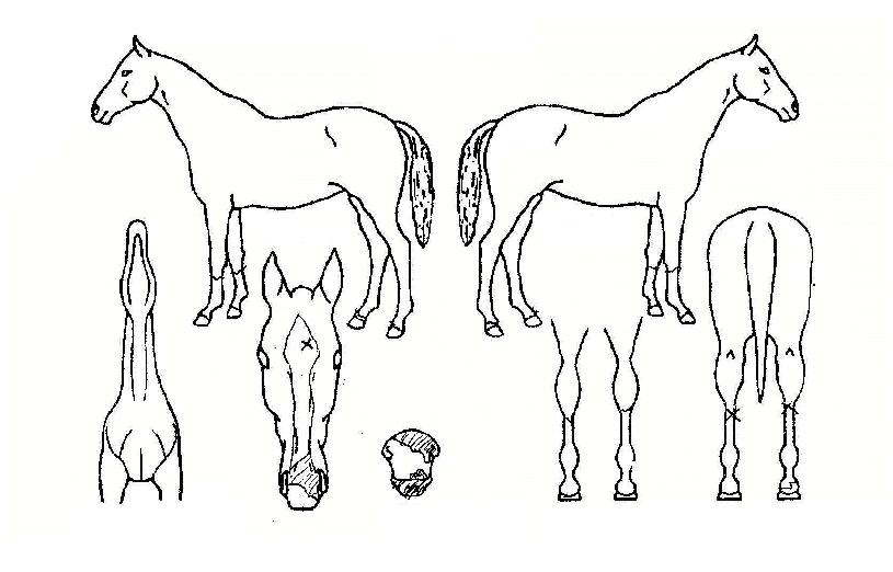 ����������� ����,���,�޸�,�λ�,�ٸ��� Ư¡����