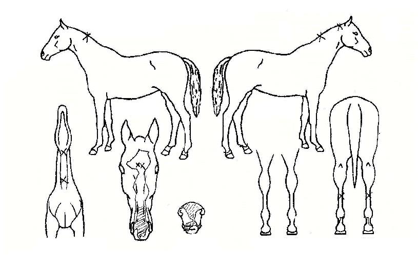 ��ٿ��� ����,���,�޸�,�λ�,�ٸ��� Ư¡����