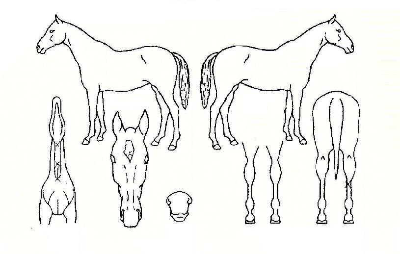 ±×·£µåÇÏÆ®ÀÇ Ãø¸é,¿ì¸é,µÞ¸é,µÎ»ó,´Ù¸®ÀÇ Æ¯Â¡µµÇØ