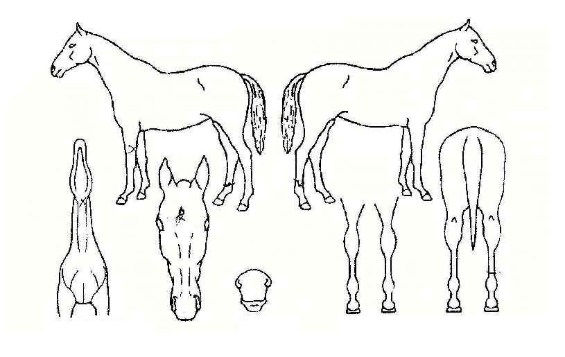 žçÀǺ°ÀÇ Ãø¸é,¿ì¸é,µÞ¸é,µÎ»ó,´Ù¸®ÀÇ Æ¯Â¡µµÇØ