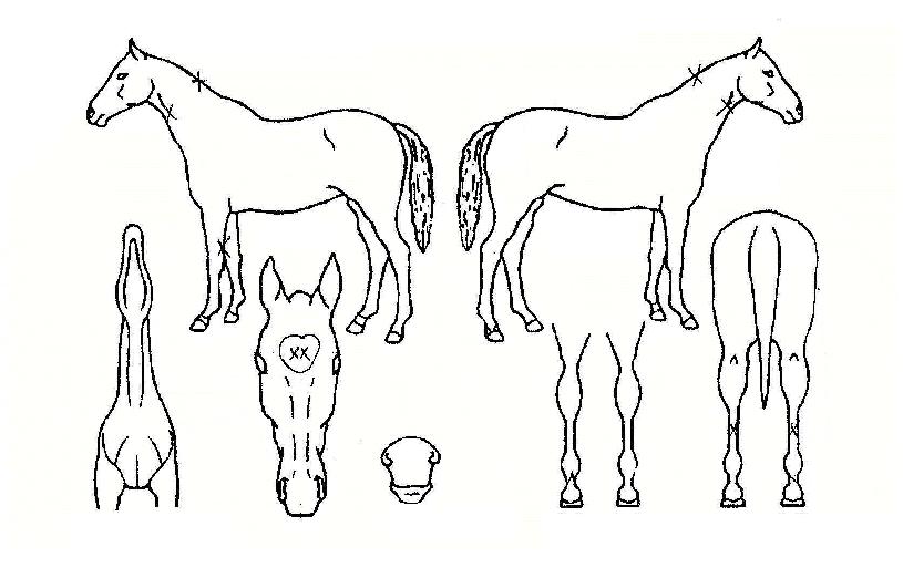 ¾ÆÀ̾ڳѹö¿øÀÇ Ãø¸é,¿ì¸é,µÞ¸é,µÎ»ó,´Ù¸®ÀÇ Æ¯Â¡µµÇØ