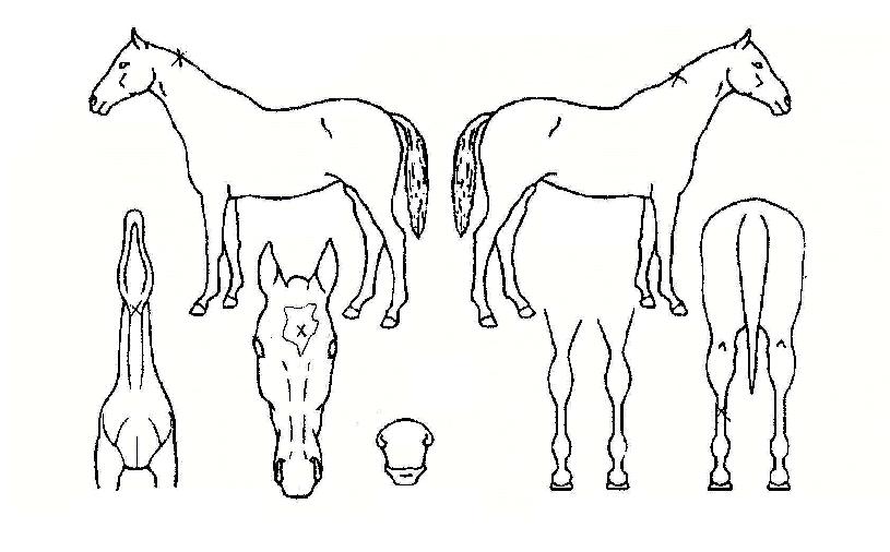 ÆÛÆåÆ®ºñÀ²ÀÇ Ãø¸é,¿ì¸é,µÞ¸é,µÎ»ó,´Ù¸®ÀÇ Æ¯Â¡µµÇØ