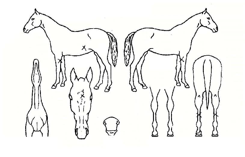 �Ŀ¸������ڸ��� ����,���,�޸�,�λ�,�ٸ��� Ư¡����