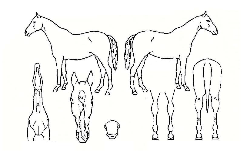 °ü¾Ç»êÀÇ Ãø¸é,¿ì¸é,µÞ¸é,µÎ»ó,´Ù¸®ÀÇ Æ¯Â¡µµÇØ