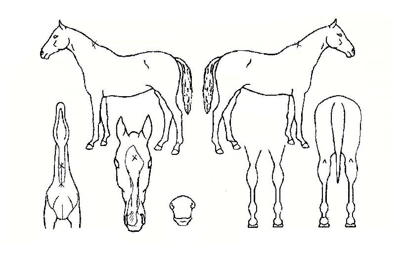 õ������ ����,���,�޸�,�λ�,�ٸ��� Ư¡����