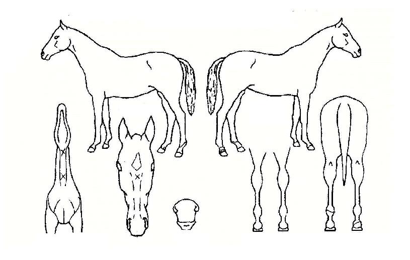 °úõ¸í°¡ÀÇ Ãø¸é,¿ì¸é,µÞ¸é,µÎ»ó,´Ù¸®ÀÇ Æ¯Â¡µµÇØ