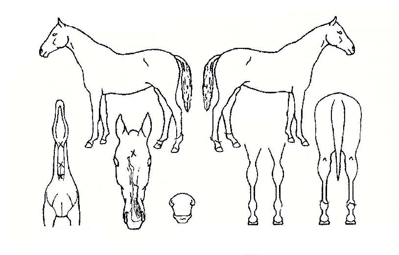 ÆäÀ̽º¸ÞÀÌÄ¿ÀÇ Ãø¸é,¿ì¸é,µÞ¸é,µÎ»ó,´Ù¸®ÀÇ Æ¯Â¡µµÇØ