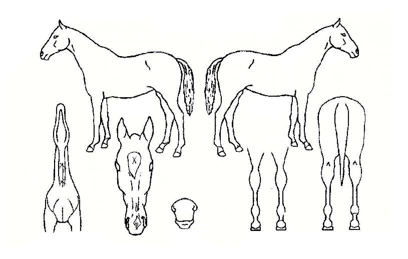 ¼Ó¸®»êÀÇ Ãø¸é,¿ì¸é,µÞ¸é,µÎ»ó,´Ù¸®ÀÇ Æ¯Â¡µµÇØ