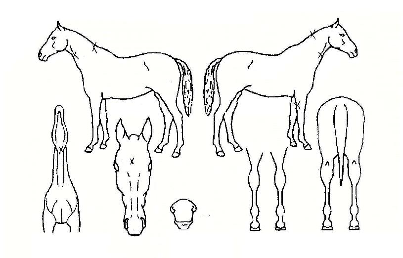 �ż��ϰ��� ����,���,�޸�,�λ�,�ٸ��� Ư¡����