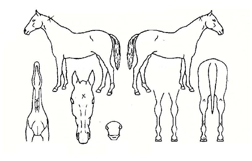 ¿ø±×¸°ÀÇ Ãø¸é,¿ì¸é,µÞ¸é,µÎ»ó,´Ù¸®ÀÇ Æ¯Â¡µµÇØ